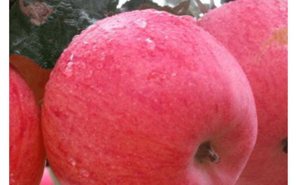 Яблоки фуджи сорт фуджи. Яблоки фуджи ацтек. Фуджи описание сорта. Фуджи (сорт яблони). Фуджи (сорт яблони).